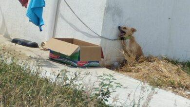 Photo of Fiscalía investiga muerte de perrito por golpe de calor