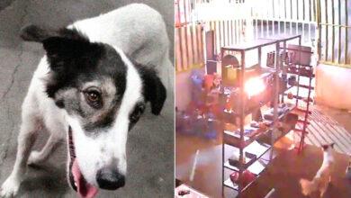 Photo of Débora, canina que salvó a familia de un incendio en Chiapas