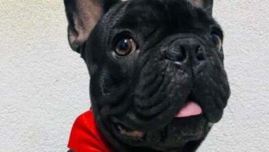 Photo of Ofrecen recompensa por perrito robado en Mérida 