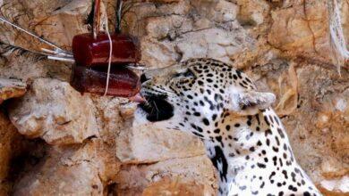 Photo of Animales de zoológicos disfrutan de paletas heladas  