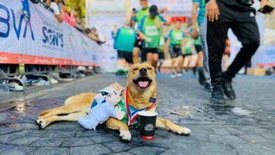 Photo of “El Chicles” sigue de gira e imbatible, ahora triunfa en Guadalajara