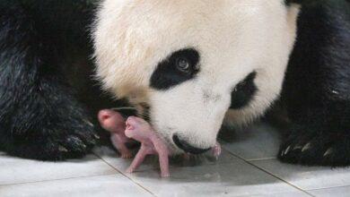 Photo of Nacen osos pandas gemelas en un zoo de Corea