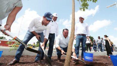 Photo of Mauricio Vila inicia arborización en zona del Ie-Tram