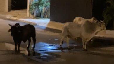 Photo of Ganado se escapa y se pasea por Las Américas