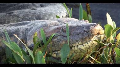 Photo of Mitológica serpiente maya llega a Discovery Channel