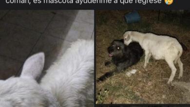 Photo of Pide ayuda para encontrar a su borrega perdida en Cd. Caucel