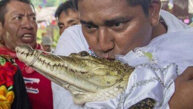Photo of Cumpliendo la tradición, alcalde de Oaxaca se casa con una caimán