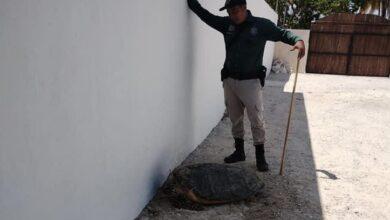 Photo of Ayudan a anidar a tortuga en una de las casas de Chuburná Puerto