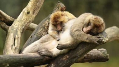 Photo of Comportamiento homosexual en monos macacos es hereditario: estudio