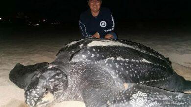 Photo of Casi 40 años después, la tortuga más grande del mundo anida en la Península de Yucatán 