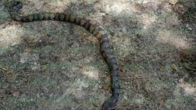 Photo of Gran serpiente “wohol’poch” sorprende a tekaxeños 
