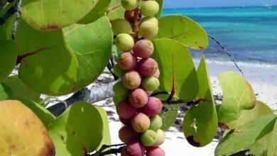 Photo of Llega la temporada de uvas playeras 