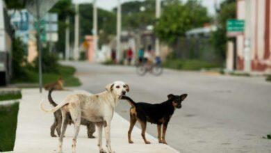 Photo of Denuncian envenenamiento de perros por venganza en Oxkutzcab 