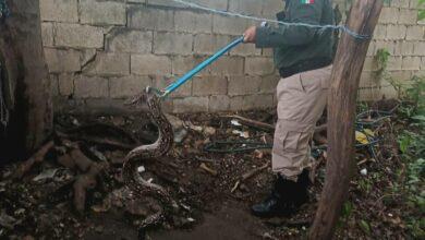 Photo of Serpientes invaden viviendas de Kanasín 