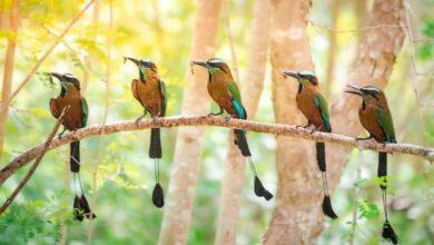 Photo of Capta a cinco pájaros Toh juntos en cenote en Yucatán 