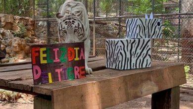 Photo of Festejan el Día del Tigre en el Zoológico del Centenario