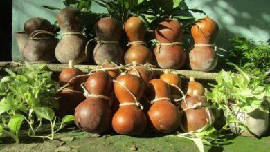 Photo of Calabazo, el “Yeti” yucateco