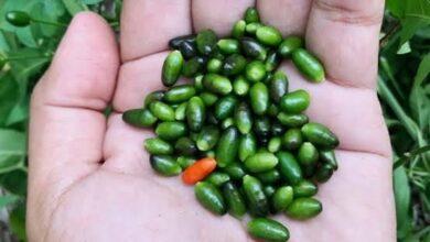 Photo of Chiquito pero picoso: El Chile Max 