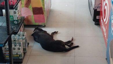 Photo of Tienda permite que perrito se refugie del calor en Chelem