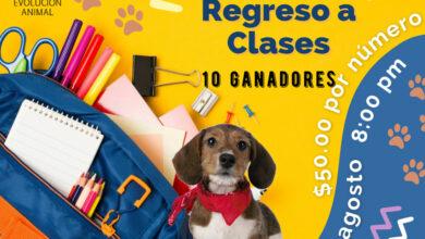 Photo of Albergue realiza rifa para ayudar a 700 mascotas