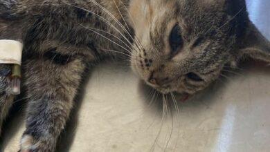 Photo of Denuncian abuso sexual contra su gatita 