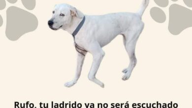 Photo of Convocan a marcha por “Rufo”, perrito decapitado 