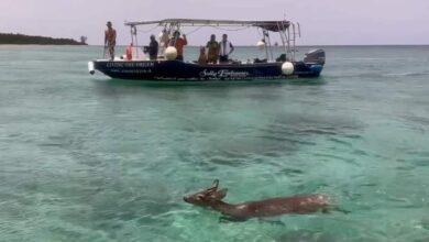 Photo of Rescatan a venado en medio del mar de Cozumel 