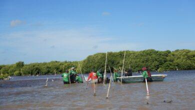 Photo of Las chelemeras avanzan en la restauración de manglares