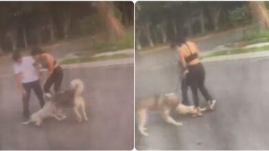 Photo of Mujer dejó que su perro asesinara a un perrito callejero