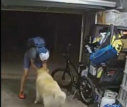 Photo of Entra a robar se vuelve amigo del perro guardián. VIDEO