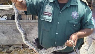 Photo of Rescatan y liberan en su hábitat a boa