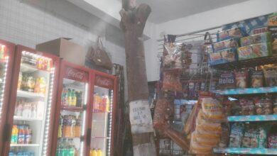 Photo of Tiendita respeta árbol en su interior y se viraliza 