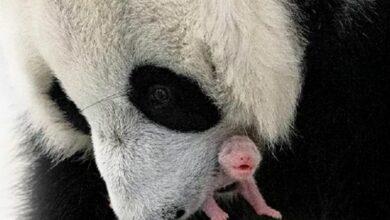 Photo of Nace en Rusia primer panda
