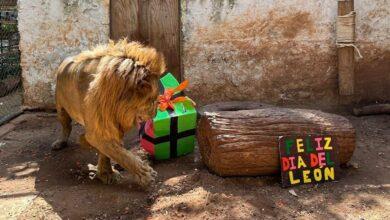 Photo of Zoológico “El Centenario” celebra el Día Mundial del León