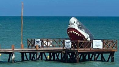 Photo of “Megalodón” en Chelem; tómate la foto
