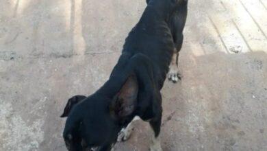 Photo of Acusa a su exesposa de matar a su perrito 