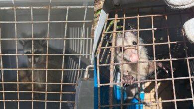 Photo of Rescatan a 10 zarigüeyas y un mapache en Progreso 