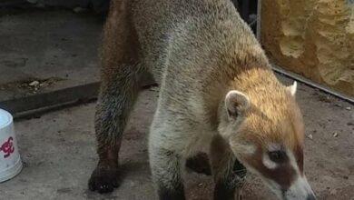Photo of Rescatan a coatí atropellado en Buctzotz