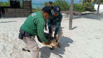Photo of Rescatan a tortuga Carey con golpe en la cabeza
