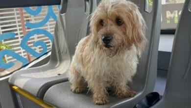 Photo of Perrito viaja solo en el “Va y Ven”, buscan a sus dueños 
