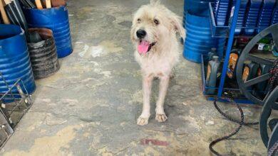 Photo of “El Tuercas”: Perrito callejero rescatado por ferretería de Motul 