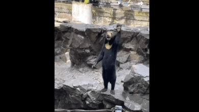 Photo of Zoológico chino con oso de aspecto humano se convierte en la sensación