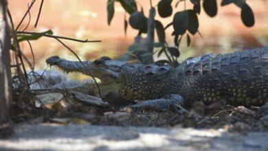 Photo of Cocodrilos atemorizan a vecinos de Progreso 