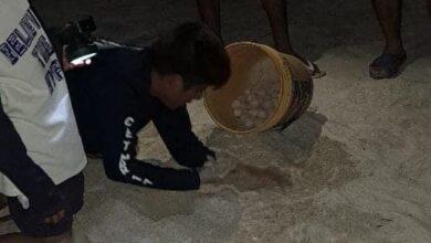 Photo of Rescatan 182 huevos de tortuga en Progreso