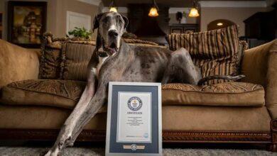Photo of Muere Zeus, el perro más alto del mundo 