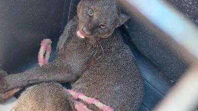Photo of Capturan a Jaguarundi en Las Águilas; atacó a una persona 