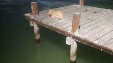 Photo of Piden ayuda para solitario perrito en muelle de Progreso 