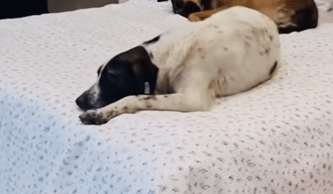 Photo of Perritos se meten a mueblería y los dejan acostarse en cuarto de exhibición. VIDEO