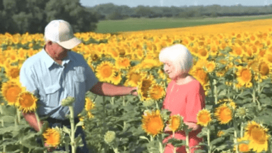 Photo of Planta más de un millón de girasoles para su esposa en su 50 aniversario