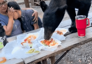Photo of Oso sorprende a familia; arrasa con sus tacos y enchiladas 